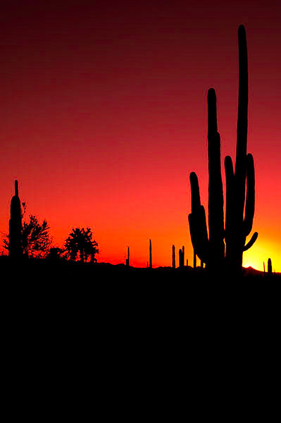 Sunset just after a dustr storm at Saguaro National Park West just outside of Tucson